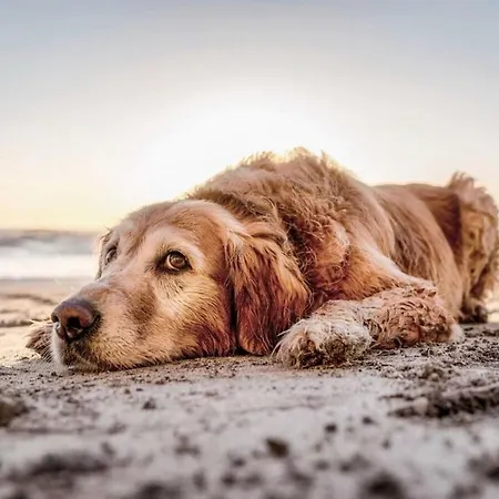 In Wyk With Swimming Pool * Wyk auf Foehr